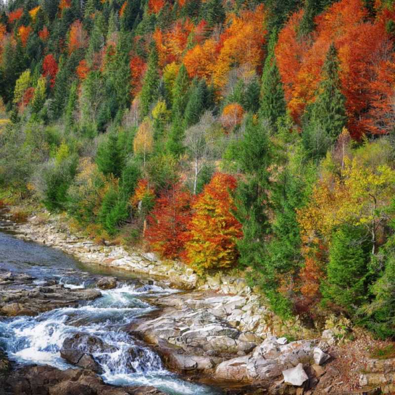 Autumn creek woods with colorfull trees foliage and rocks in for