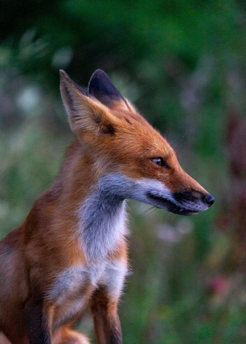 Red fox